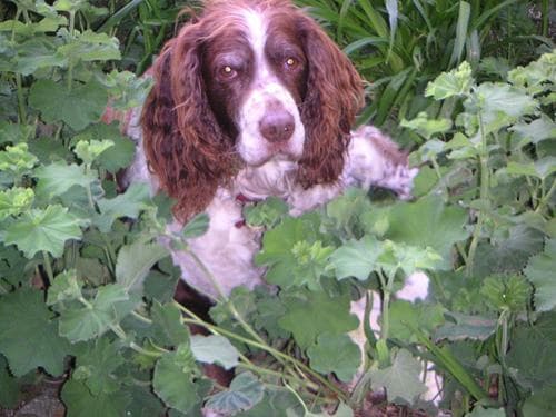 English Springer Spaniel
