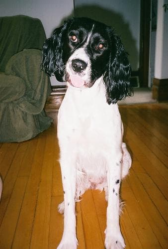 springer