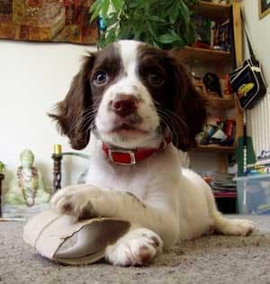 English Springer Spaniel