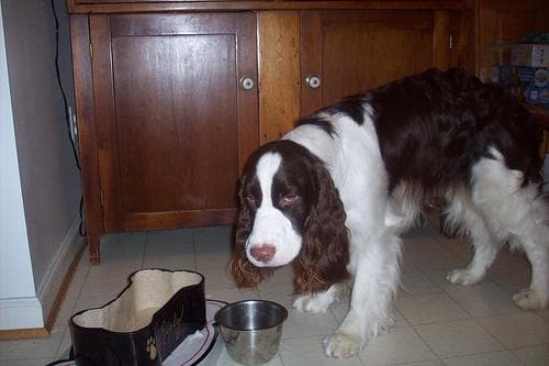 English Springer Spaniel