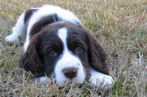 English Springer Spaniel