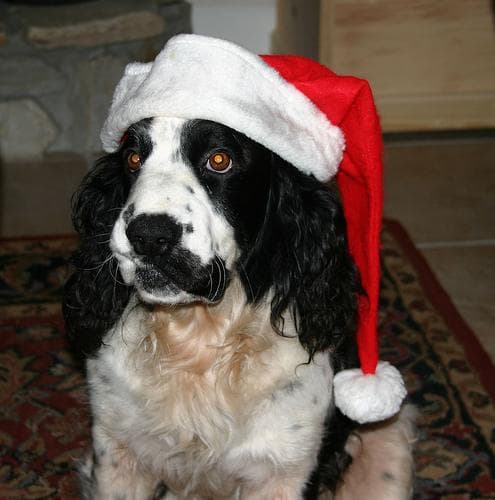 English Springer Spaniel