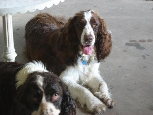 English Springer Spaniel