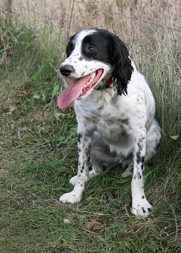 springer