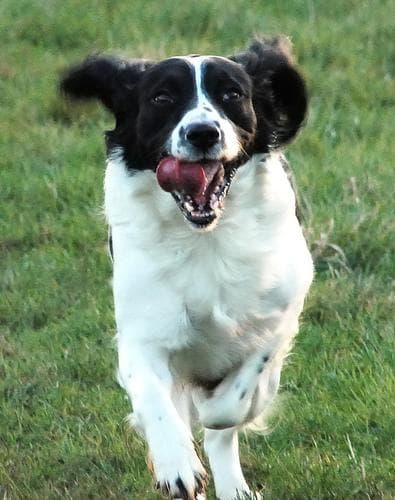 springer