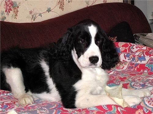 English Springer Spaniel
