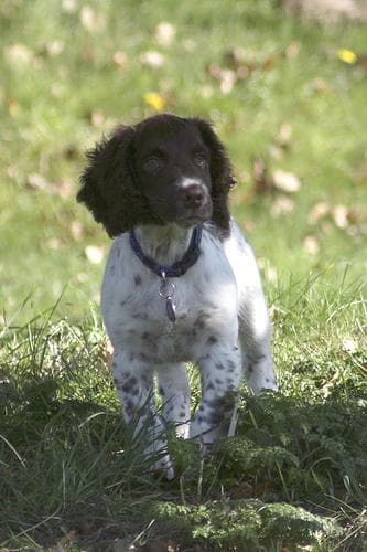 English Springer Spaniel