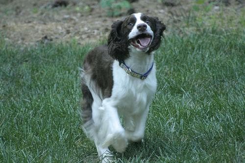 English Springer Spaniel