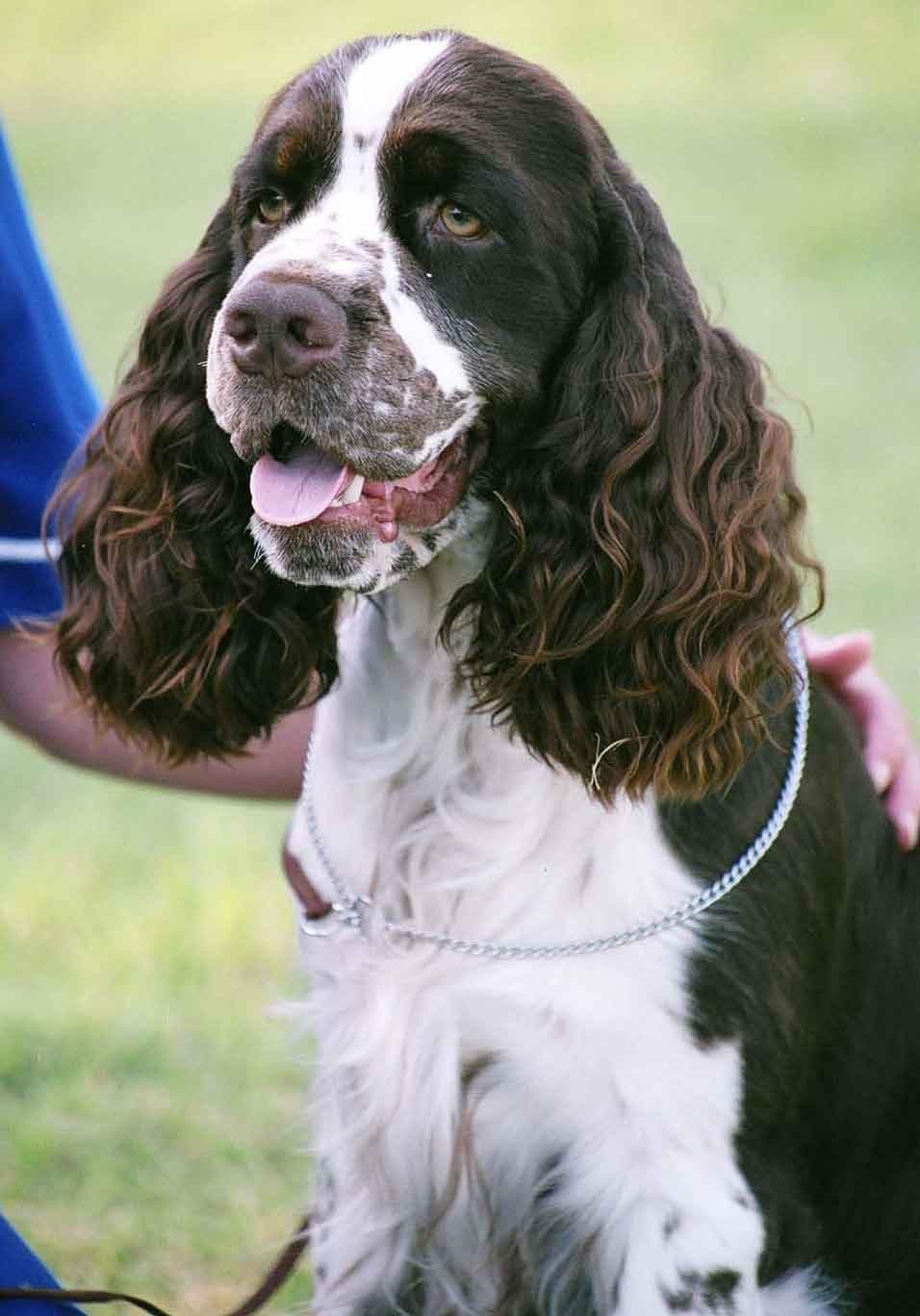 English Springer Spaniel