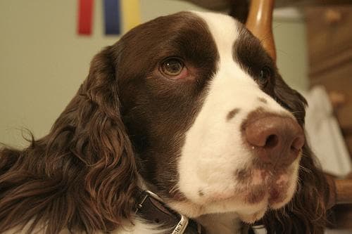 English Springer Spaniel