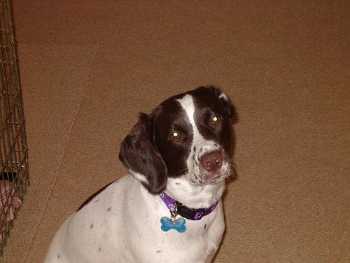 English Springer Spaniel