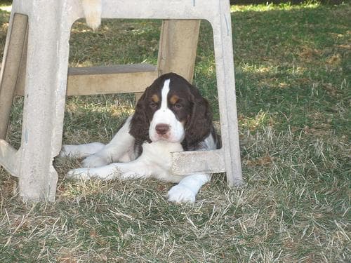 springer