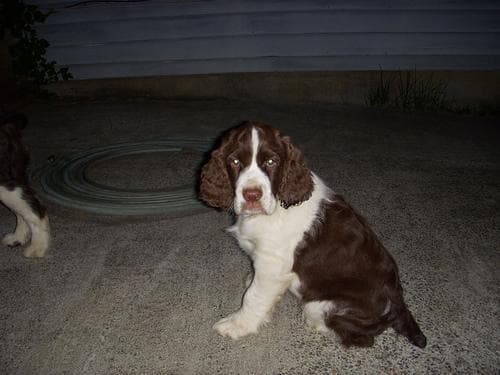 springer