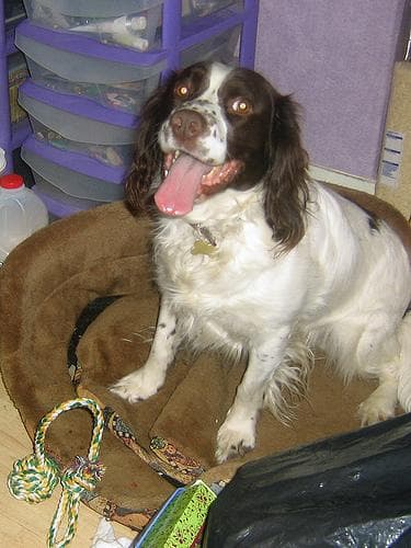 English Springer Spaniel