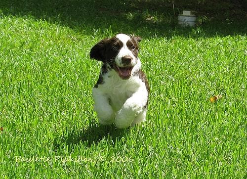English Springer Spaniel