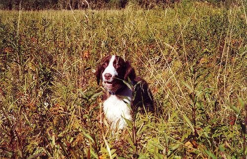 English Springer Spaniel