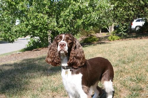 English Springer Spaniel