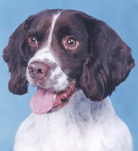 English Springer Spaniel