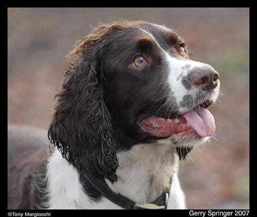English Springer Spaniel