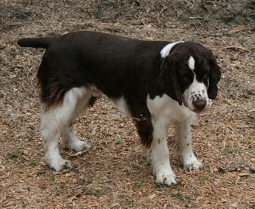 English Springer Spaniel