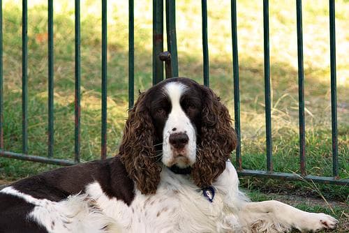 springer