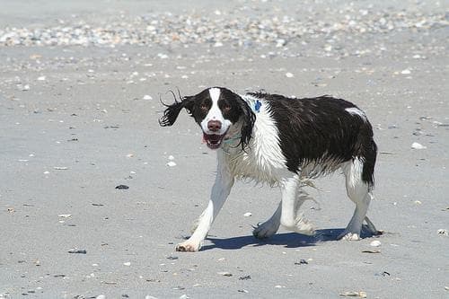 English Springer Spaniel