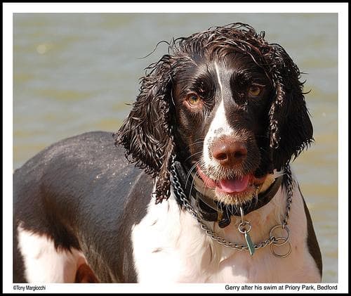 English Springer Spaniel