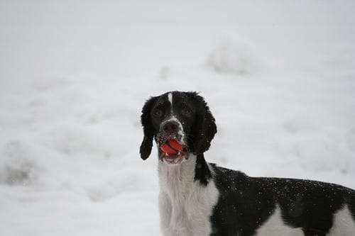 springer