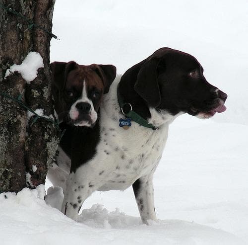 English Springer Spaniel