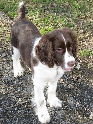 English Springer Spaniel