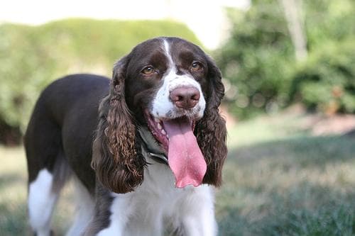 springer