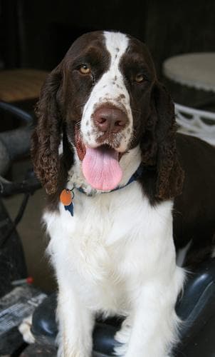 English Springer Spaniel