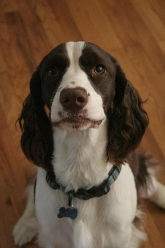 English Springer Spaniel