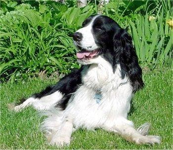 English Springer Spaniel