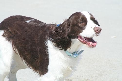 English Springer Spaniel