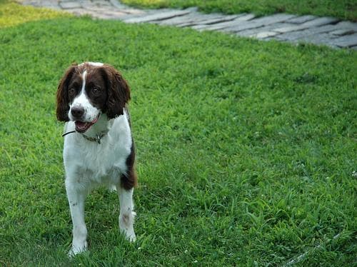 English Springer Spaniel