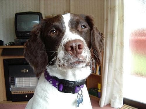 English Springer Spaniel