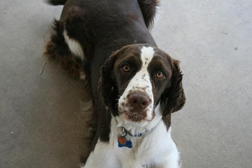 English Springer Spaniel