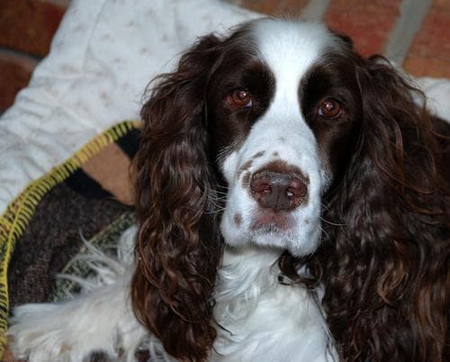 springer