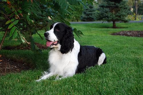 English Springer Spaniel