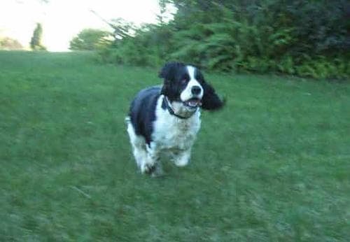English Springer Spaniel