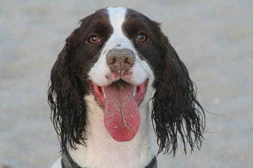 English Springer Spaniel