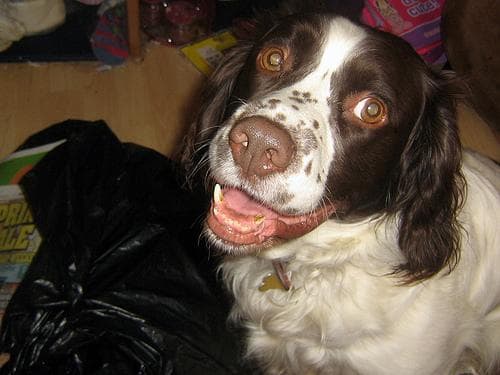 springer