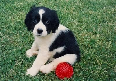 English Springer Spaniel