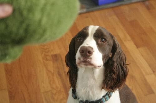 English Springer Spaniel