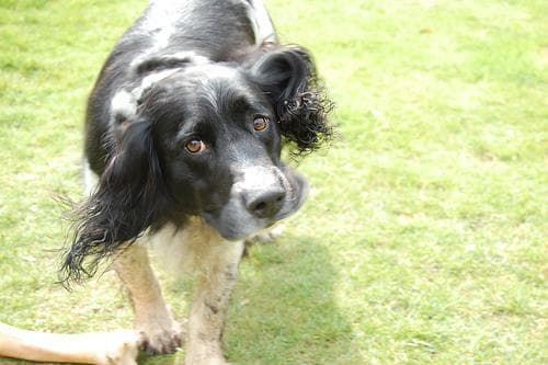 springer