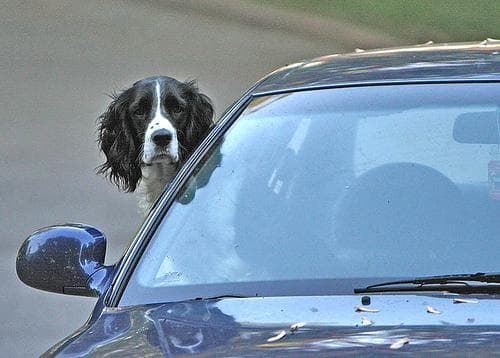 English Springer Spaniel