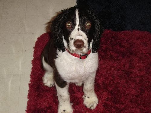 English Springer Spaniel