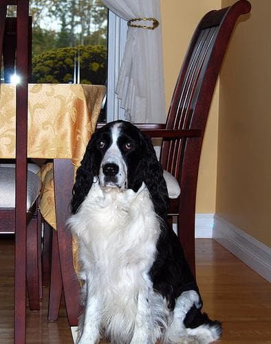 springer