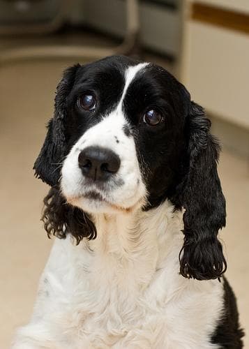 English Springer Spaniel
